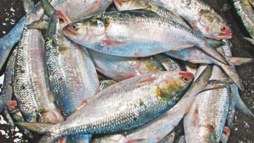 The Hilsa