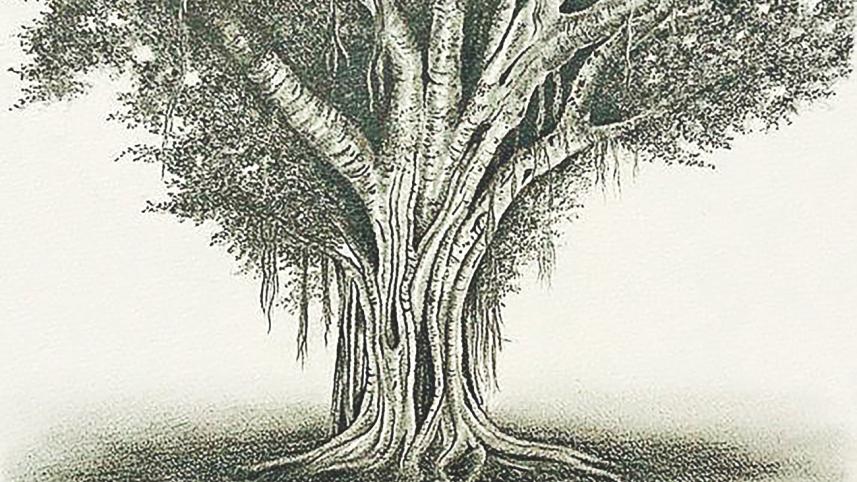 the tree.jpg