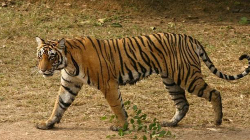 tiger-1-web.jpg
