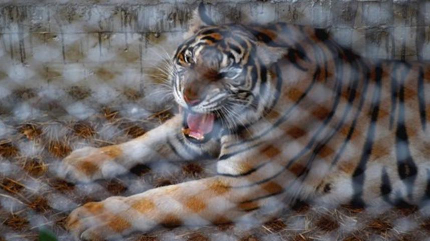 Tiger-1-web.jpg