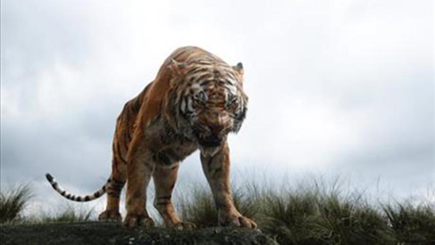 Tiger-1WB.jpg