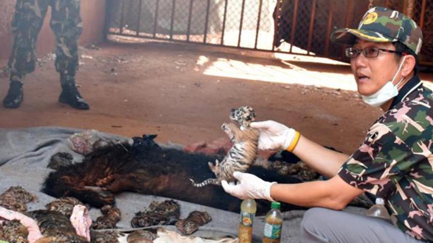 tiger-cub-web.jpg