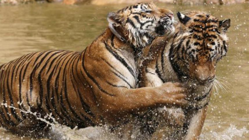 Tiger-reuters-web.jpg