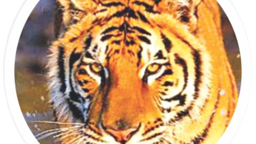tiger.jpg
