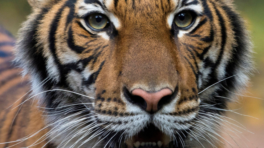 Tiger.JPG