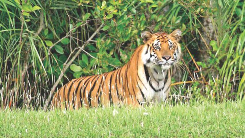 tiger_5.jpg