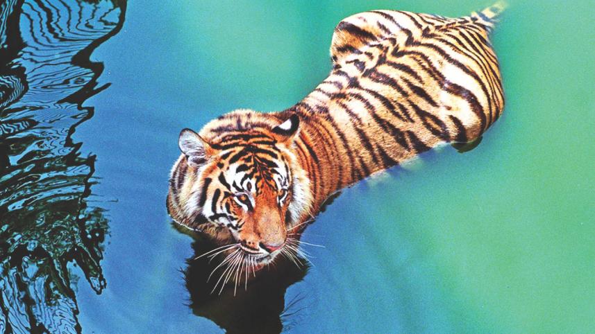 tiger.jpg