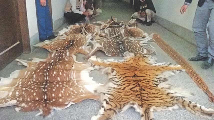 tiger skin.jpg