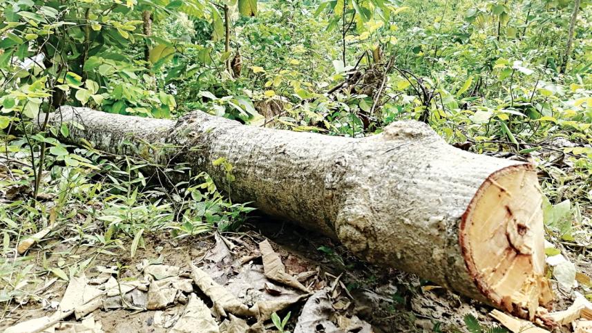 timber.jpg