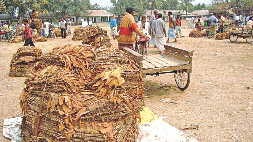 Tobacco