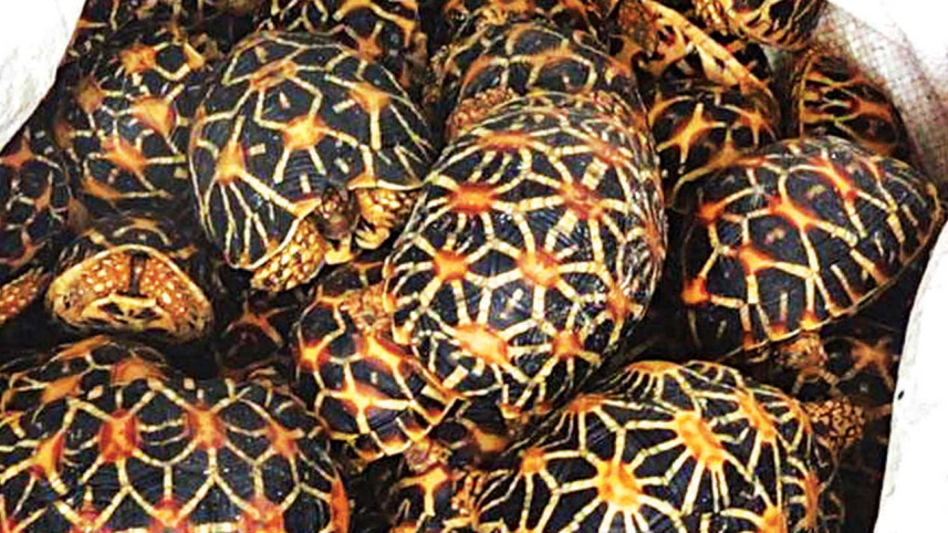 tortoises.jpg