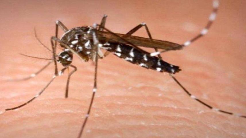 mosquito monsoon
