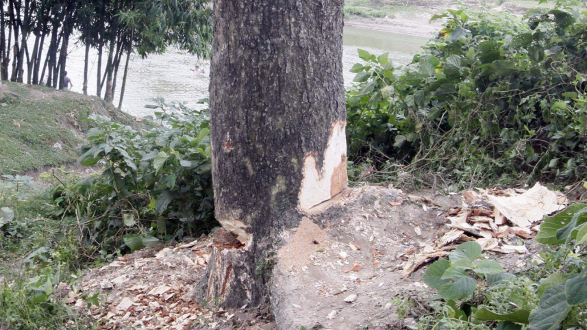 tree-illegally-felled.jpg