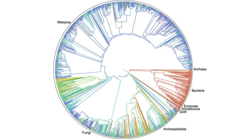 tree-of-life.jpg