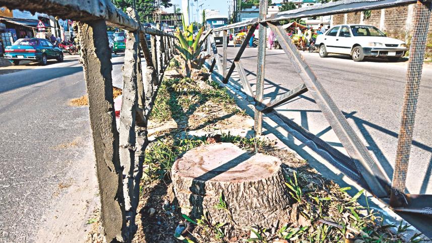 tree felled beatification.jpg