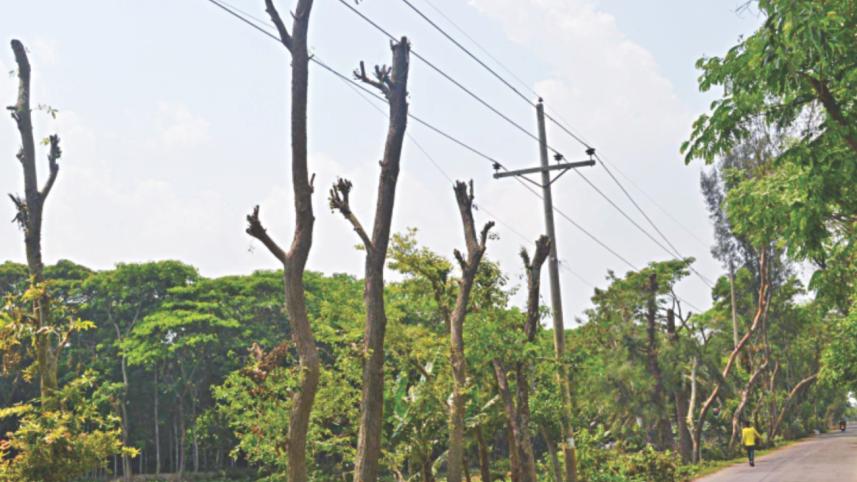 trees fell.jpg