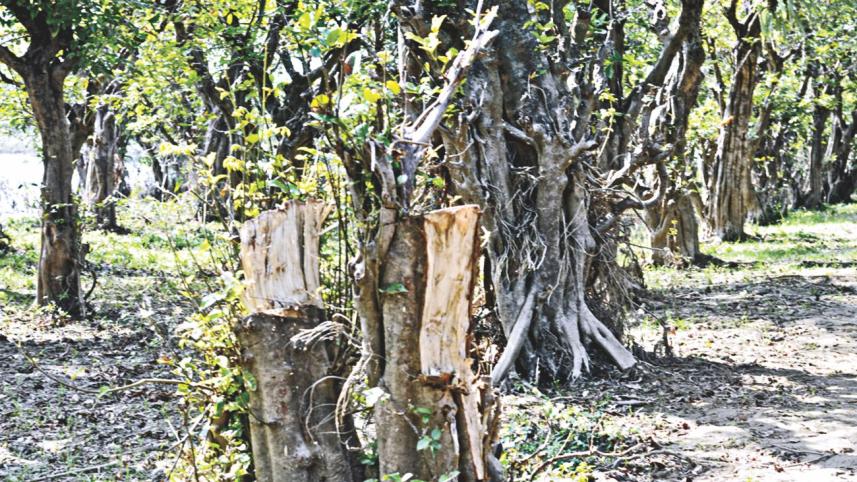trees felling.jpg