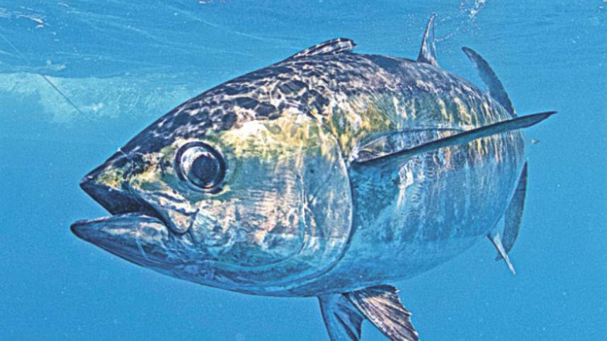 tuna fish.jpg
