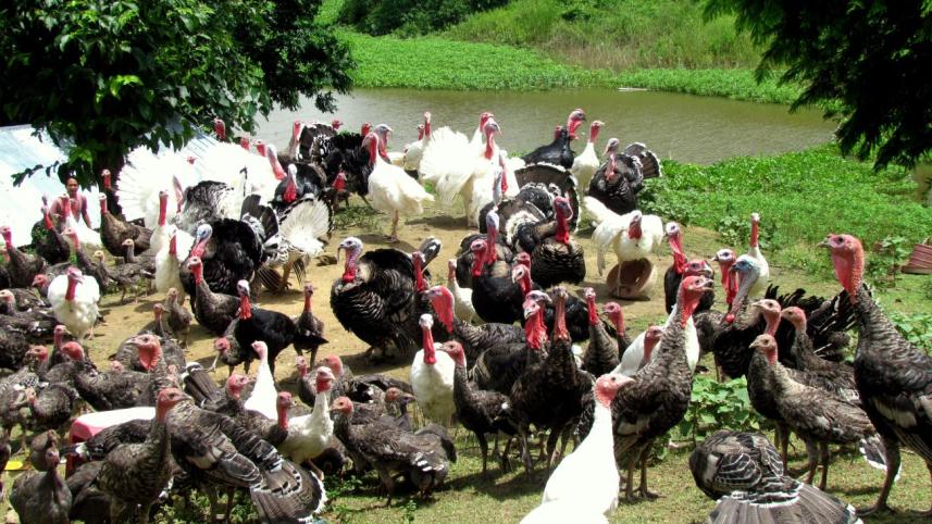 Turkey.jpg