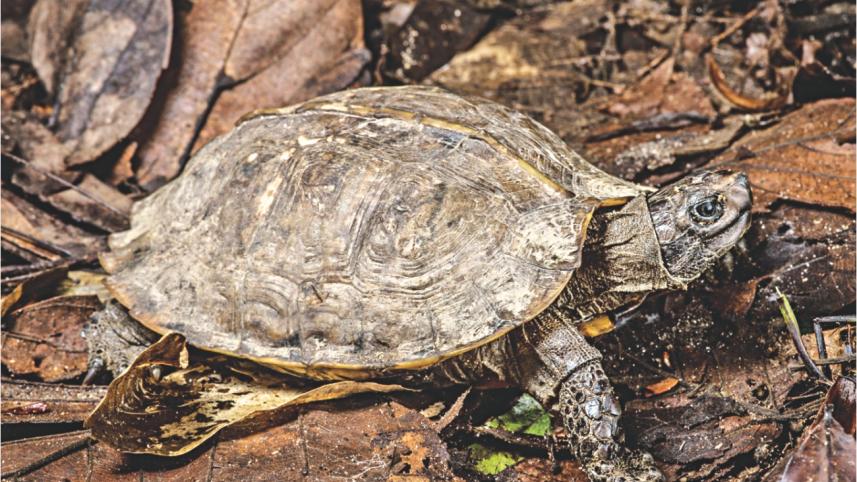 Turtle.jpg