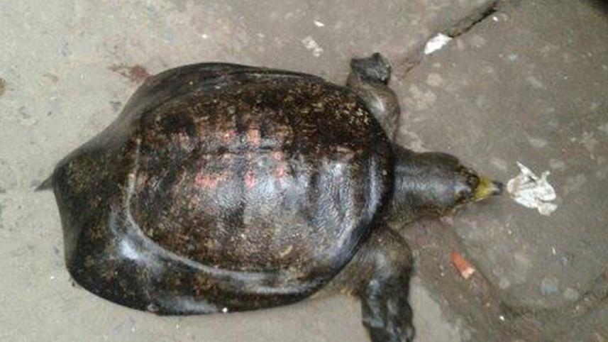 Turtles-2.jpg