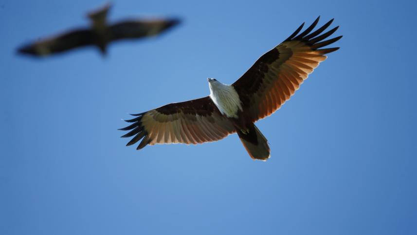 Urban Birds1.jpg