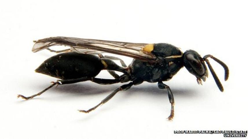 Wasp.jpg