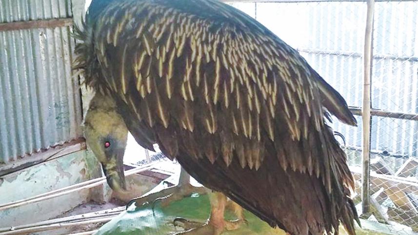 vulture.jpg