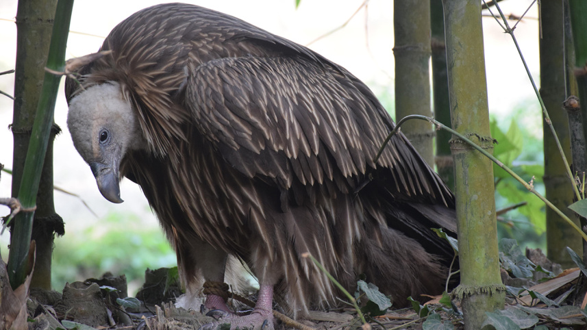 Vulture.jpg