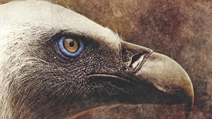 Vultures