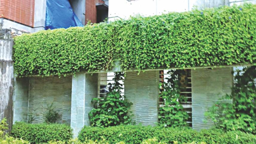 Wall plants