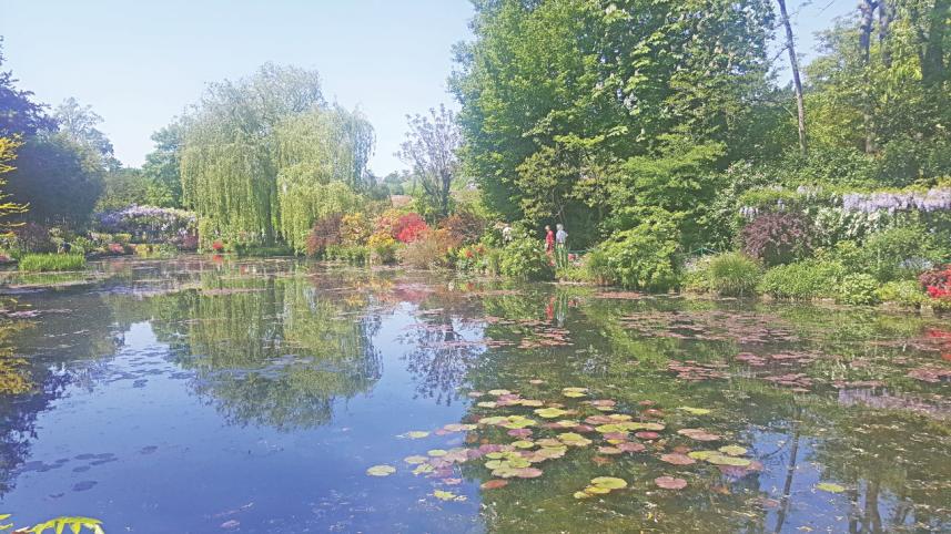 Water Lilies