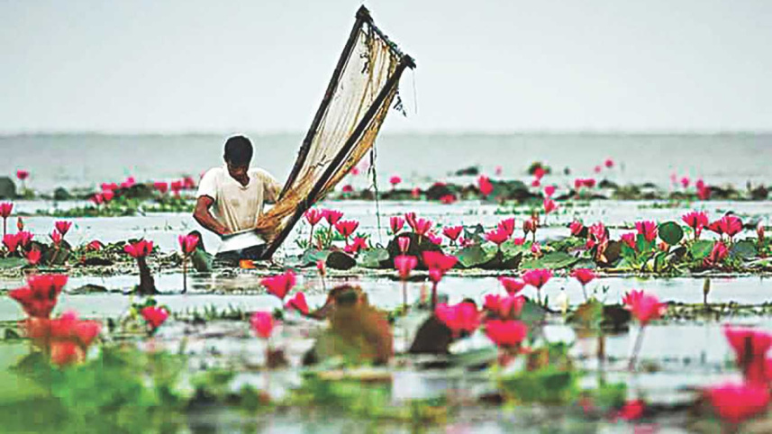 Water lily