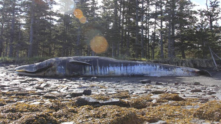whale-WEB.jpg