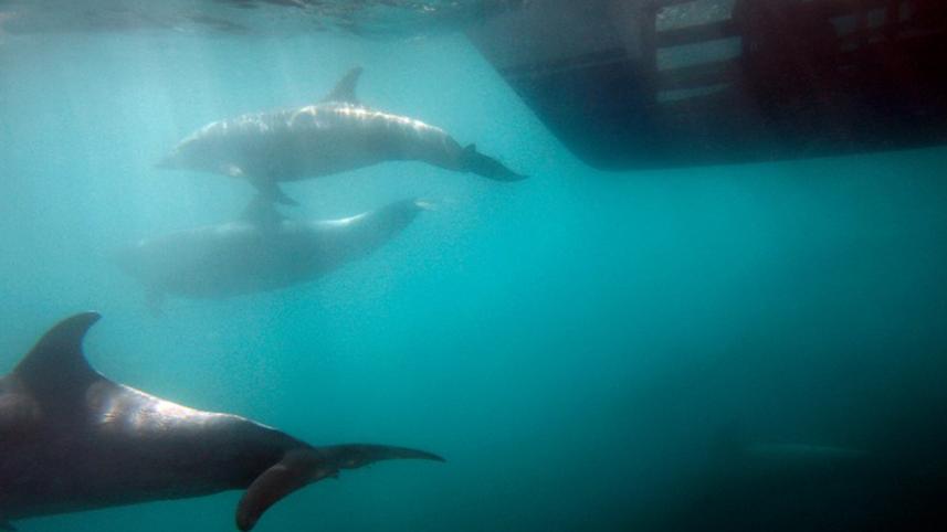 Whales--2WB.jpg