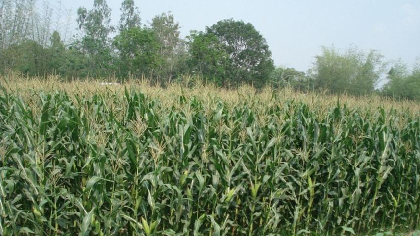 Wheat.jpg