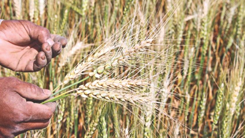 wheat.jpg