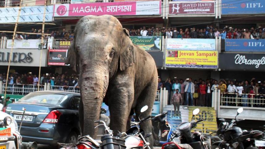 Wild-Elephant-1WB.jpg