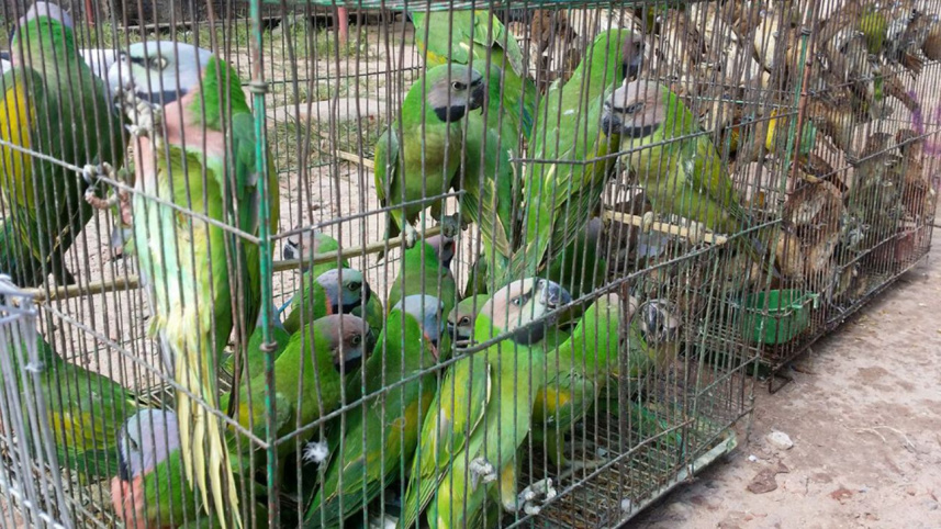 wild birds