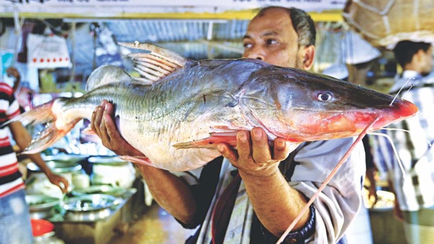 Wild Fish 1.jpg