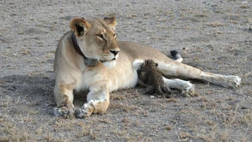 Wild_lion_1.jpg