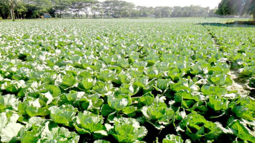 Winter cabbages.jpg