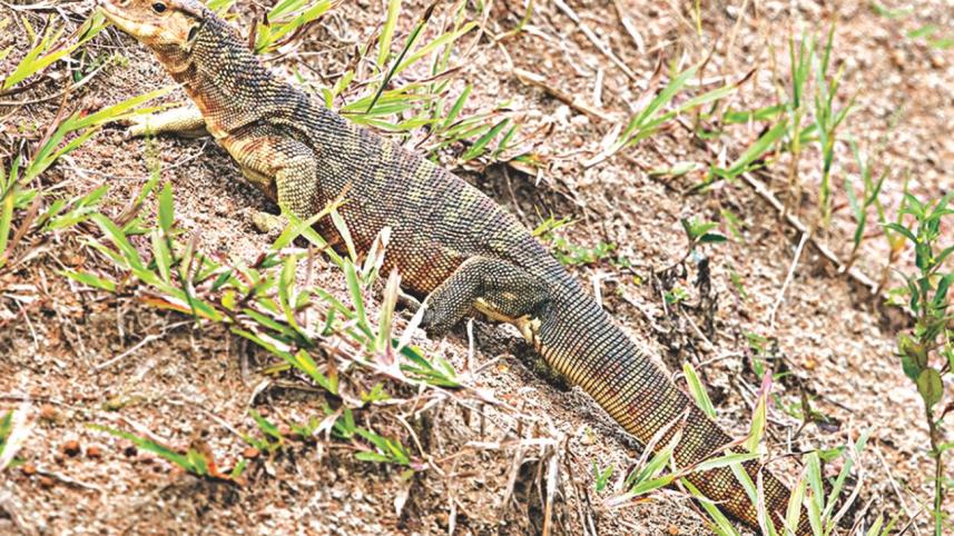 Yellow monitor.jpg