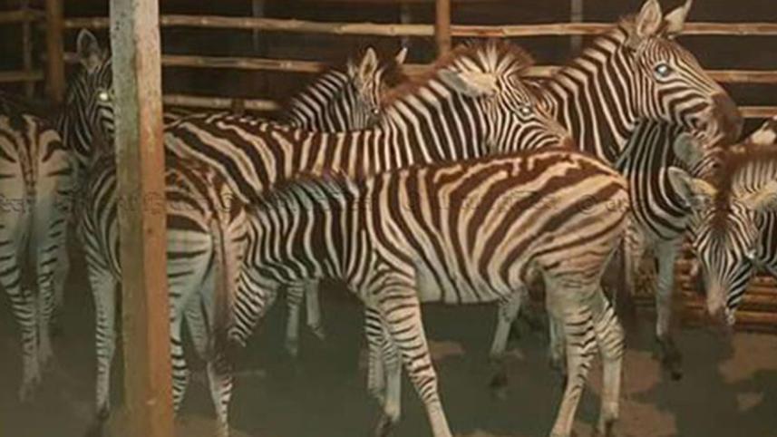 zebra-web.jpg