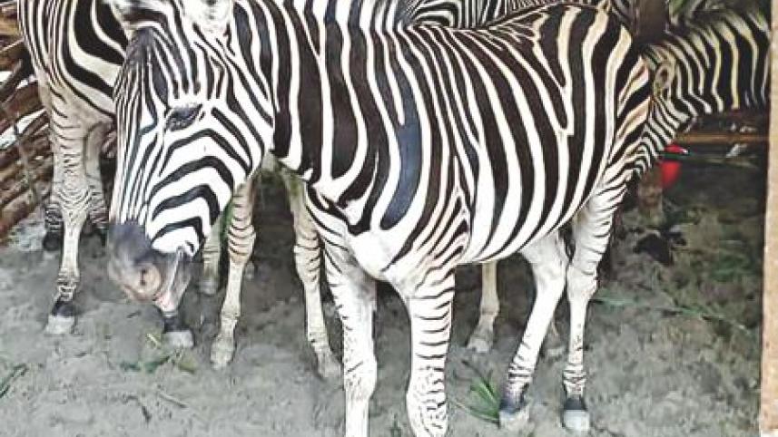 zebras.jpg