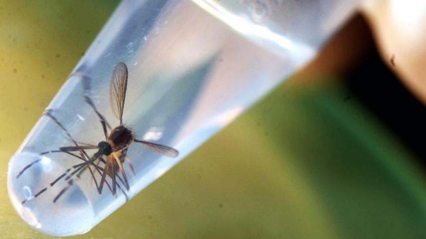 Aedes aegypti mosquito, Zika virus