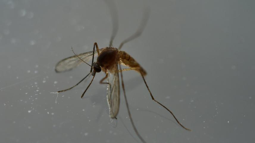 Zika,Emergency, Latin America, spread by mosquitoes,Puerto Rico,US territory,US Health and Human Services, Sylvia Burwell,