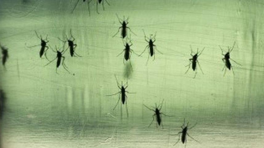 Zika-virus-BBC.jpg