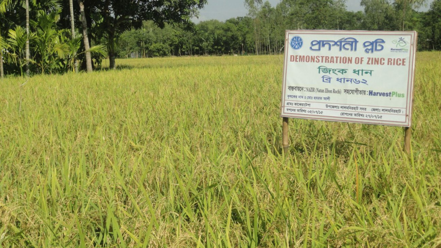 zinc rice.jpg