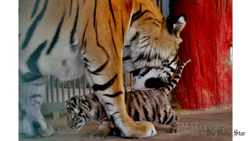 Zoo-(3).jpg